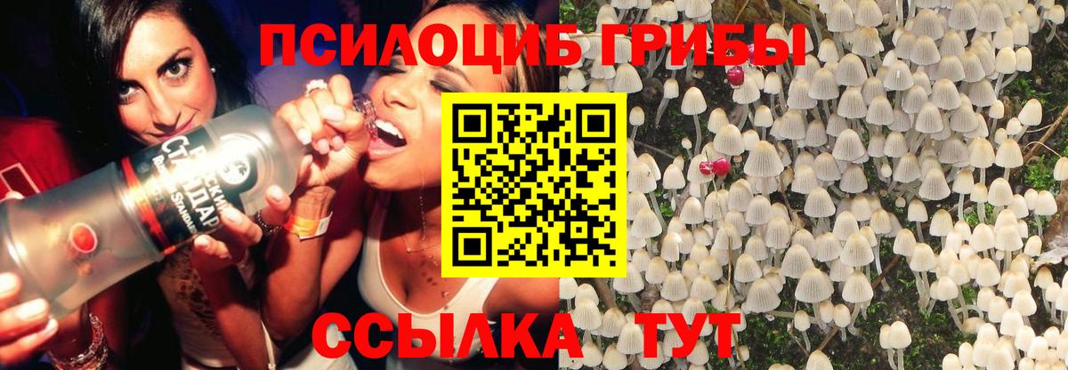 купить наркотики сайты  Сафоново  Галлюциногенные грибы Cubensis 